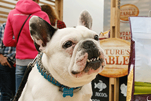 ������ PET CAFÉ �������� ��� ��� �������� � �� ������
